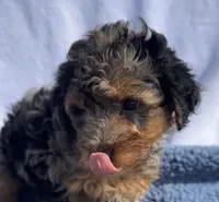 Adam, a male Yorkipoo for sale in Camden, MI – 3 of 4