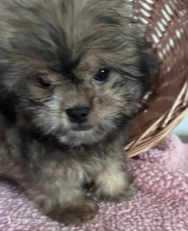 Jill  – Shihpoo puppy for sale in Camden, MI
