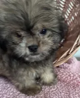 Jill , a female Shihpoo for sale in Camden, MI – 1 of 6