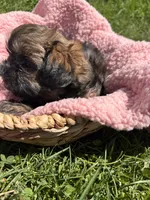 Honey, a female Shihpoo for sale in Camden, MI – 5 of 6