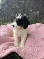 Poppy, a female Miniature Bernedoodle for sale in Camden, MI – 5 of 7