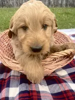 Vern, a male Miniature Goldendoodle for sale in Camden, MI – 1 of 4