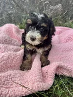 Winnie, a female Miniature Bernedoodle for sale in Camden, MI – 6 of 6