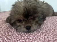 Jill , a female Shihpoo for sale in Camden, MI – 4 of 6