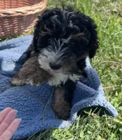 Lucky, a male Miniature Bernedoodle for sale in Camden, MI – 4 of 5