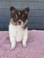 Mocha , a female Pomeranian for sale in Camden, MI – 4 of 6