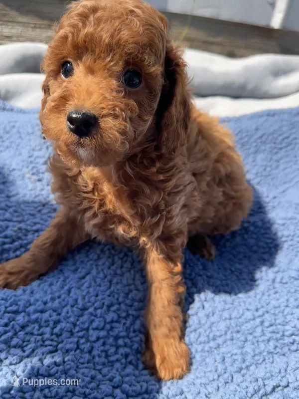Jack – Miniature Goldendoodle puppy for sale in Camden, MI