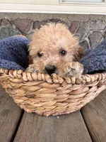 Rickey, a male Poodle - Miniature  for sale in Camden, MI – 3 of 9