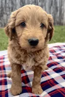 Chester, a male Miniature Goldendoodle for sale in Camden, MI – 1 of 5
