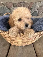 Rickey, a male Poodle - Miniature  for sale in Camden, MI – 5 of 9