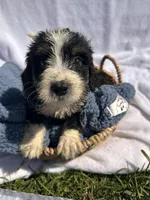 Captain, a male Miniature Bernedoodle for sale in Camden, MI – 3 of 4