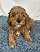 Red, a male Cavapoo for sale in Camden, MI – Photo 6 of 6