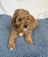 Red, a male Cavapoo for sale in Camden, MI – Photo 4 of 6