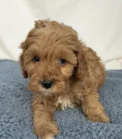 Red, a male Cavapoo for sale in Camden, MI – Photo 3 of 6