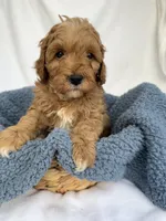 Red, a male Cavapoo for sale in Camden, MI – Photo 1 of 6