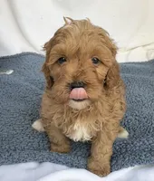 Red, a male Cavapoo for sale in Camden, MI – Photo 5 of 6