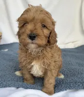 Red, a male Cavapoo for sale in Camden, MI – Photo 2 of 6