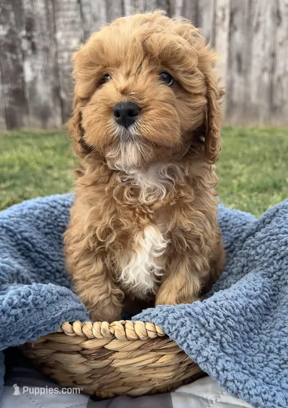 Red – Cavapoo puppy for sale in Camden, MI