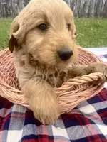 Vern, a male Miniature Goldendoodle for sale in Camden, MI – 3 of 4