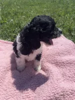 Cin, a female Cockapoo for sale in Camden, MI – 5 of 5