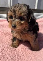 Duchess, a female Yorkipoo for sale in Camden, MI – 2 of 5