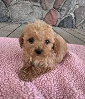 Temple, a female Poodle - Miniature  for sale in Camden, MI – 6 of 6
