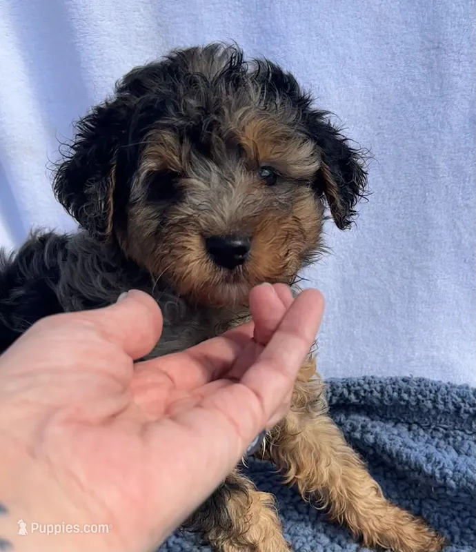 Adam – Yorkipoo puppy for sale in Camden, MI