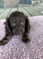 Hazel (AKC), a female Miniature Dachshund for sale in Camden, MI – 1 of 5
