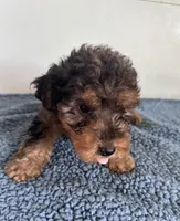 Theo, a male Yorkipoo for sale in Camden, MI – 4 of 5