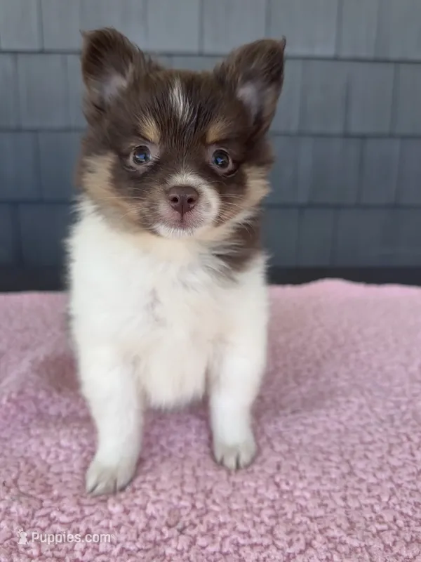 Mocha  – Pomeranian puppy for sale in Camden, MI