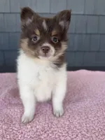 Mocha , a female Pomeranian for sale in Camden, MI – 1 of 6
