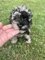Gloria , a female Miniature Bernedoodle for sale in Camden, MI – 2 of 8