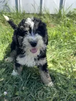 Willow, a female Miniature Bernedoodle for sale in Camden, MI – 5 of 7