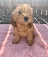 Dolly, a female Miniature Goldendoodle for sale in Camden, MI – 2 of 6