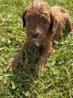 Maeve , a female Cavapoo for sale in Camden, MI – 2 of 4