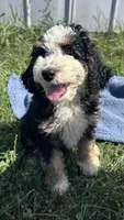 Willie, a male Miniature Bernedoodle for sale in Camden, MI – 2 of 5