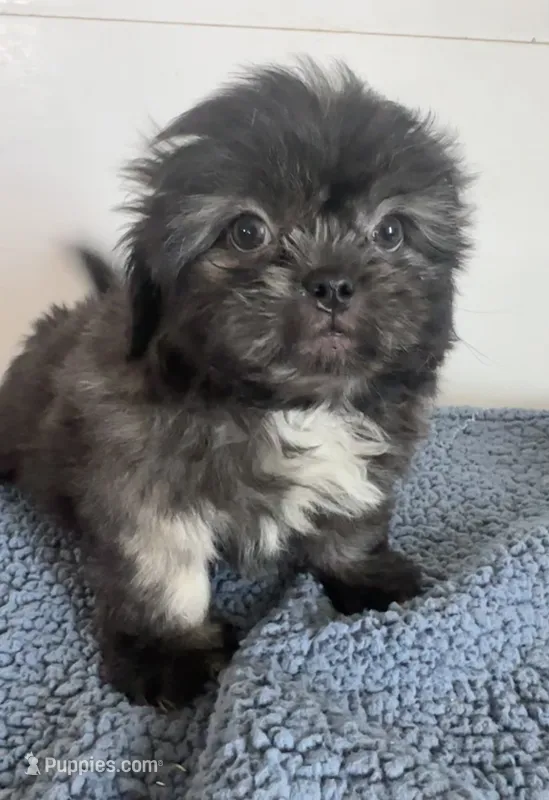 Jack – Shihpoo puppy for sale in Camden, MI