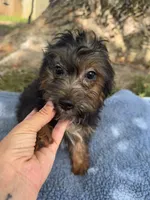 Bandit, a male Yorkipoo for sale in Camden, MI – 2 of 3