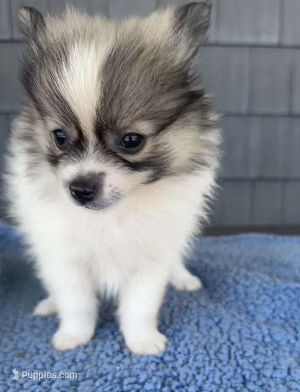 Biscuit  – Pomeranian puppy for sale in Camden, MI