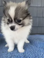 Biscuit , a male Pomeranian for sale in Camden, MI – 1 of 6