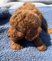 Walker, a male Miniature Goldendoodle for sale in Camden, MI – 2 of 4