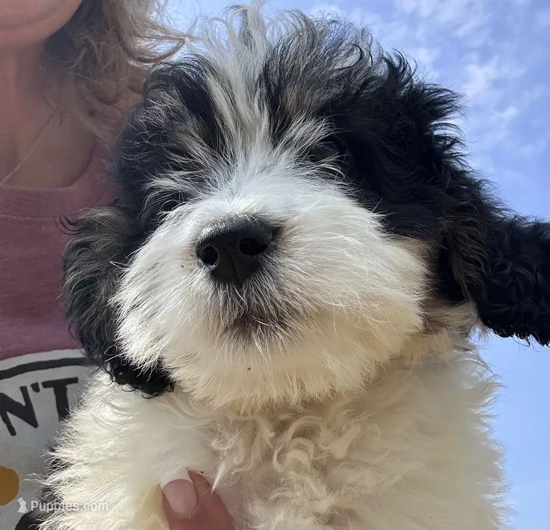 Poppy – Miniature Bernedoodle puppy for sale in Camden, MI