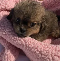 Princess , a female Shih Tzu for sale in Camden, MI – 4 of 6