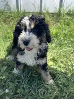 Willow, a female Miniature Bernedoodle for sale in Camden, MI – 3 of 7