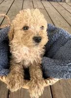 Collis, a male Poodle - Miniature  for sale in Camden, MI – 5 of 7