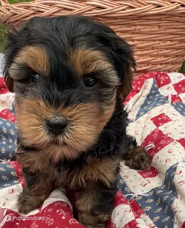 Frankie – Yorkshire Terrier puppy for sale in Camden, MI