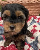 Frankie, a male Yorkshire Terrier for sale in Camden, MI – 1 of 4