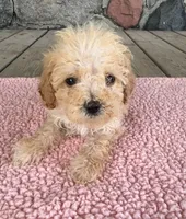 Rose, a female Poodle - Miniature  for sale in Camden, MI – 3 of 4