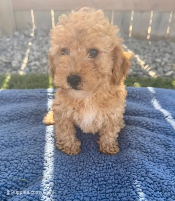 Cash – Miniature Goldendoodle puppy for sale in Camden, MI
