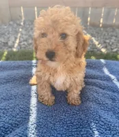 Cash, a male Miniature Goldendoodle for sale in Camden, MI – 1 of 5